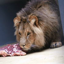 Lev Lolek přijel do Zoo Brno